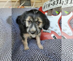 Australian Shepherd-Maltese Mix Dogs for adoption in Grafton, WI, USA