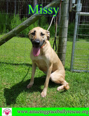 Black Mouth Cur Dogs for adoption in Pensacola, FL, USA