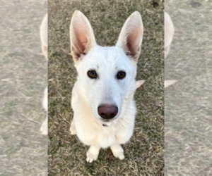 German Shepherd Dog Dogs for adoption in Thomasville, NC, USA