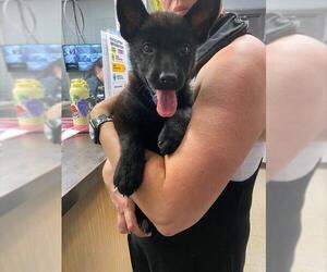 German Shepherd Dog-Unknown Mix Dogs for adoption in Stockton, CA, USA