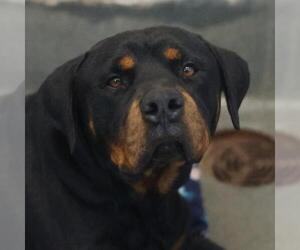 Rottweiler-Unknown Mix Dogs for adoption in San Antonio, TX, USA