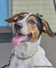 Pointer Dogs for adoption in Huntsville, AL, USA
