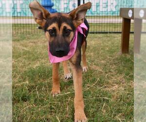 German Shepherd Dog-Unknown Mix Dogs for adoption in San Antonio, TX, USA