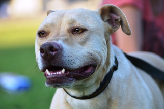 American Pit Bull Terrier-Labrador Retriever Mix Dogs for adoption in Monroe, NC, USA
