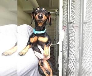 Dachshund Dogs for adoption in Saugatuck, MI, USA
