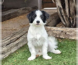 Poodle (Toy)-Unknown Mix Dogs for adoption in Albuquerque, NM, USA