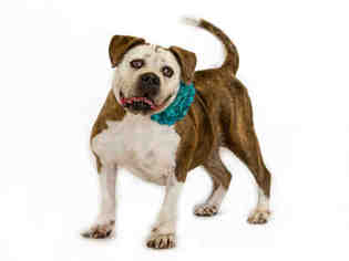 Medium Photo #1 Bulloxer Puppy For Sale in St. Cloud, FL, USA