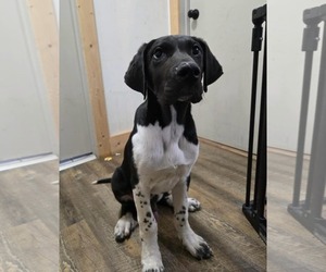 Great Pyredane Dogs for adoption in Croydon, NH, USA