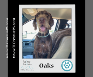 German Wirehaired Pointer Dogs for adoption in Kimberton, PA, USA