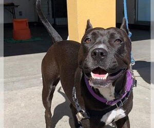 American Pit Bull Terrier Dogs for adoption in Berkeley , CA, USA