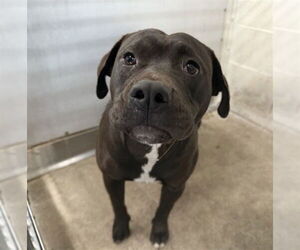 Mutt Dogs for adoption in San Bernardino, CA, USA