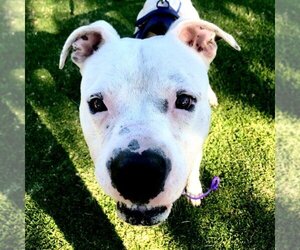 American Staffordshire Terrier-Unknown Mix Dogs for adoption in San Juan Capistrano, CA, USA