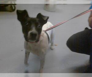 Parson Russell Terrier Dogs for adoption in Fayetteville, NC, USA