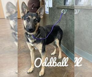 German Shepherd Dog Dogs for adoption in Brookeville, MD, USA