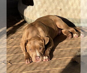 American Pit Bull Terrier-Unknown Mix Dogs for adoption in Rockaway, NJ, USA