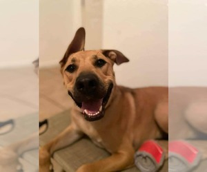 Rhodesian Ridgeback-Unknown Mix Dogs for adoption in Visalia, CA, USA