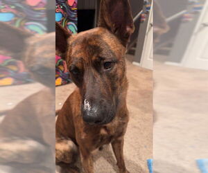 German Shepherd Dog Dogs for adoption in Ogden, UT, USA