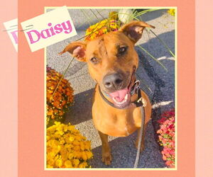 American Pit Bull Terrier-Greyhound Mix Dogs for adoption in Williamsburg, IA, USA