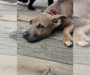 American Pit Bull Terrier-Huskies  Mix Dogs for adoption in Waterloo, IA, USA