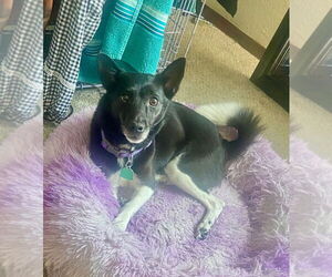 Mutt Dogs for adoption in Williamsburg, IA, USA