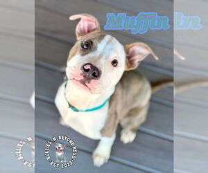 American Staffordshire Terrier-Unknown Mix Dogs for adoption in Omaha, NE, USA