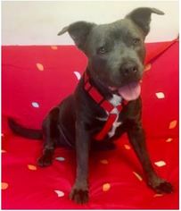Staffordshire Bull Terrier Dogs for adoption in Los Angeles, CA, USA