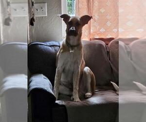 Australian Cattle Dog-Unknown Mix Dogs for adoption in Visalia, CA, USA