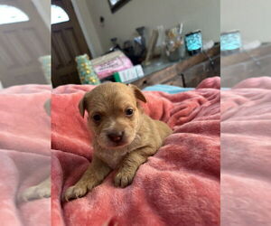 Dachshund-Unknown Mix Dogs for adoption in San Diego , CA, USA