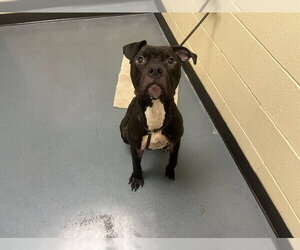 American Pit Bull Terrier Dogs for adoption in Denver, CO, USA