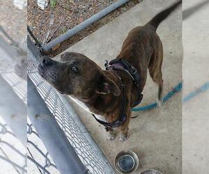 American Staffordshire Terrier Dogs for adoption in Fort Lauderdale, FL, USA