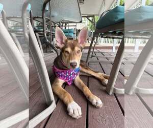 Huskies -Unknown Mix Dogs for adoption in Plainfield, IL, USA