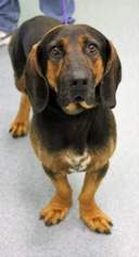 Basset Hound-German Shepherd Dog Mix Dogs for adoption in McKinney, TX, USA