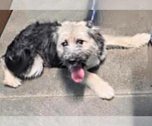 Border Terrier-Unknown Mix Dogs for adoption in Houston, TX, USA