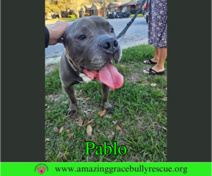 American Staffordshire Terrier-Unknown Mix Dogs for adoption in Milton, FL, USA
