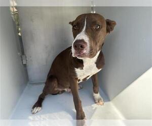 American Pit Bull Terrier-Unknown Mix Dogs for adoption in Houston, TX, USA