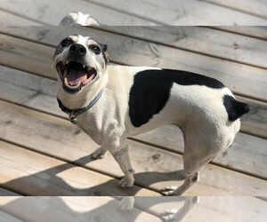 Rat Terrier Dogs for adoption in Park Falls, WI, USA