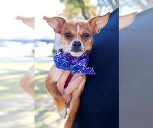 Chihuahua Dogs for adoption in Arlington, TX, USA