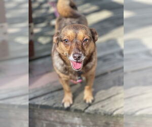 Chihuahua-Feist Terrier Mix Dogs for adoption in Mount Laurel, NJ, USA