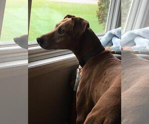 Vizsla Dogs for adoption in Benson, MN, USA