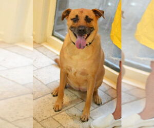 Black Mouth Cur-Unknown Mix Dogs for adoption in Germanton, TN, USA