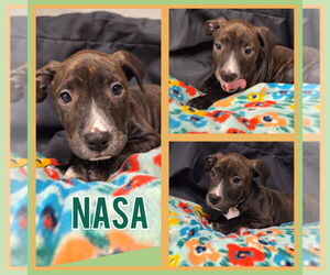 American Staffordshire Terrier-Unknown Mix Dogs for adoption in Pierceton , IN, USA