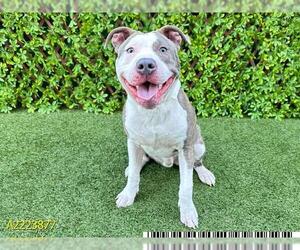 American Staffordshire Terrier Dogs for adoption in West Palm Beach, FL, USA