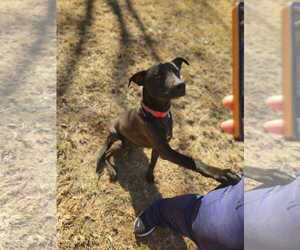 Labrador Retriever-Unknown Mix Dogs for adoption in Woodbury, NY, USA