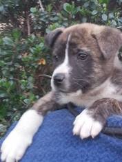 Akita-Labrador Retriever Mix Dogs for adoption in Long Beach, CA, USA