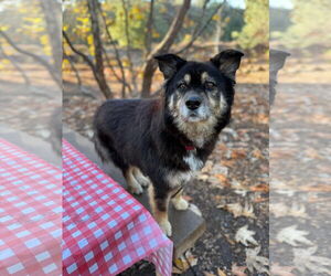 Australian Shepherd-Unknown Mix Dogs for adoption in San Diego, CA, USA
