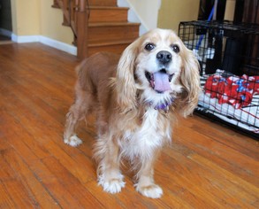 Cocker Spaniel Dogs for adoption in Hinton, WV, USA