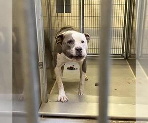 American Pit Bull Terrier Dogs for adoption in Modesto, CA, USA