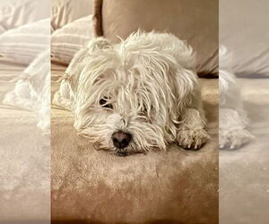 Bichon Frise-Unknown Mix Dogs for adoption in San Diego, CA, USA