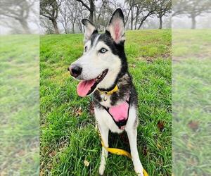Siberian Husky Dogs for adoption in Sacramento, CA, USA