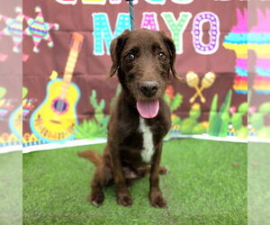 Pointer-Unknown Mix Dogs for adoption in Long Beach, CA, USA